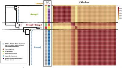 Genomic analysis of Ralstonia pickettii reveals the genetic features for potential pathogenicity and adaptive evolution in drinking water